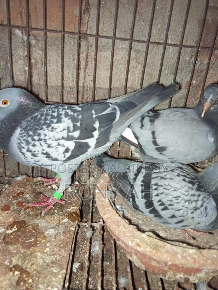 মাকসি রেসার বেবি
