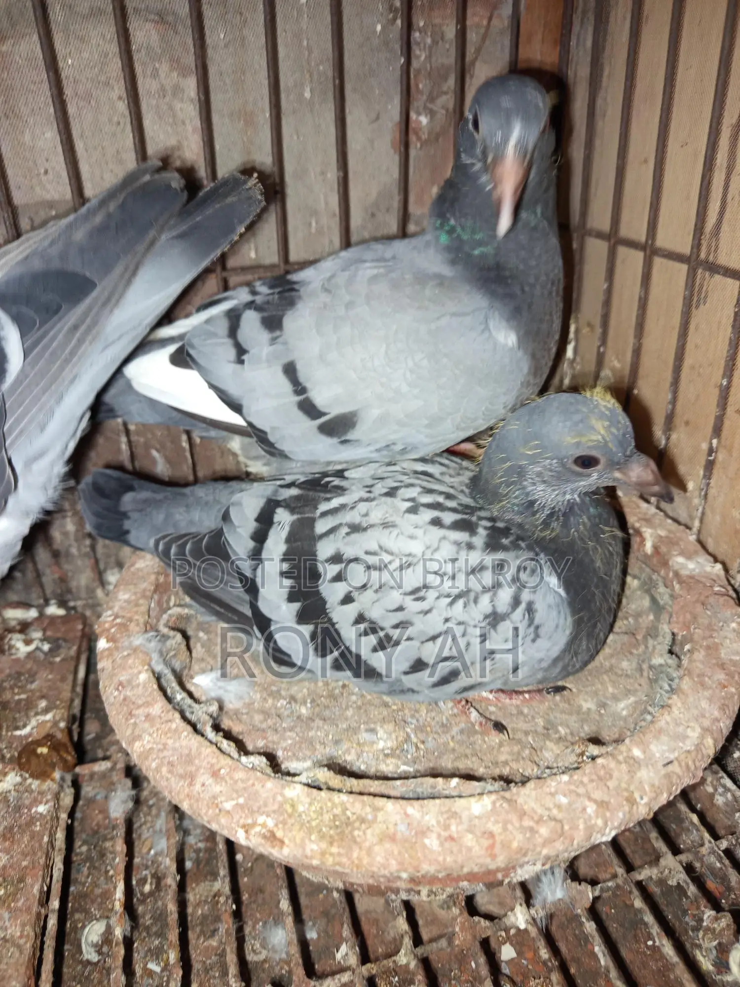মাকসি রেসার বেবি