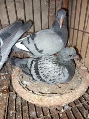মাকসি রেসার বেবি