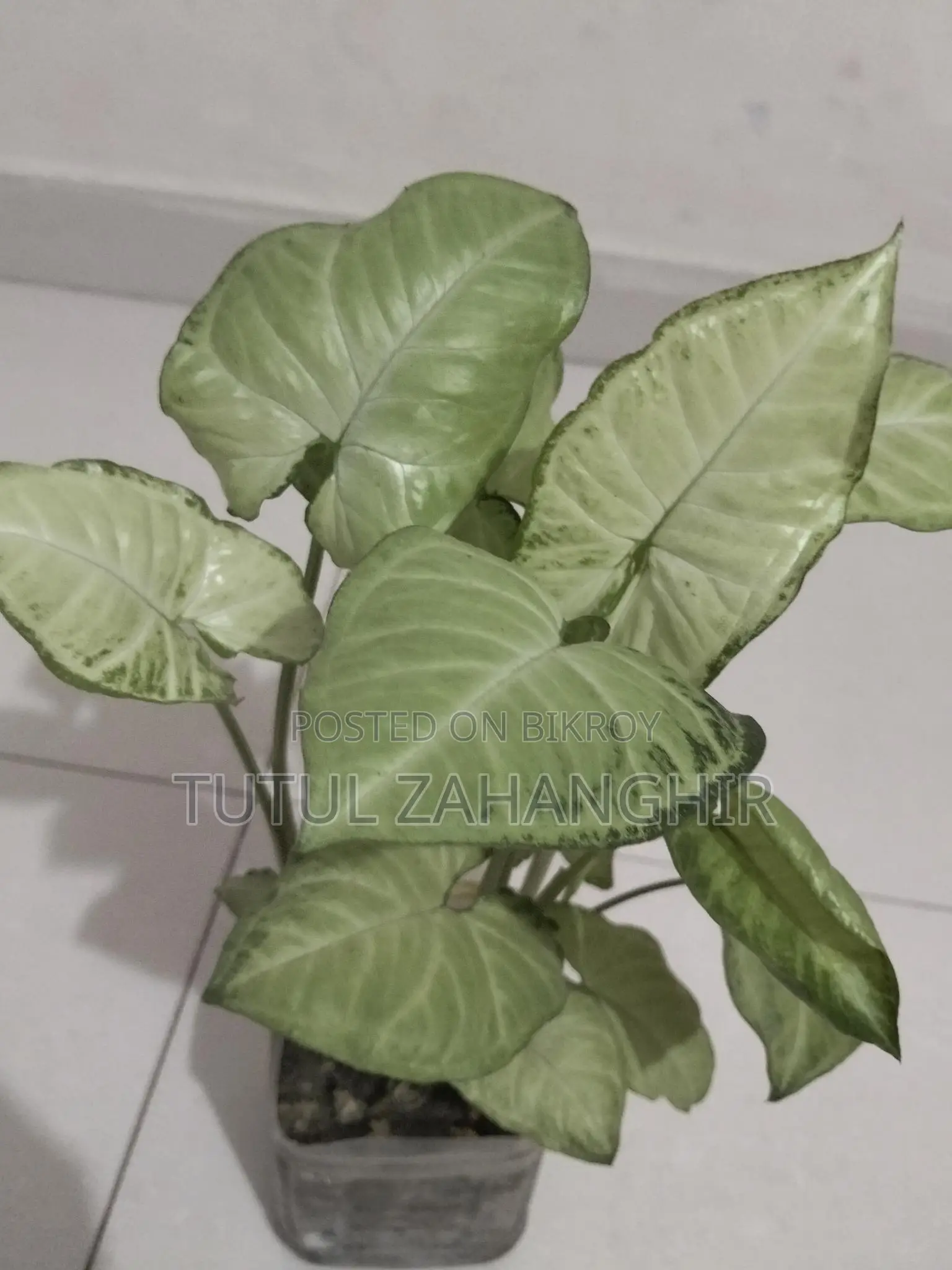 Indoor Plants