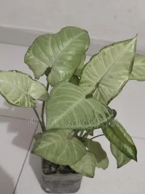 Indoor Plants