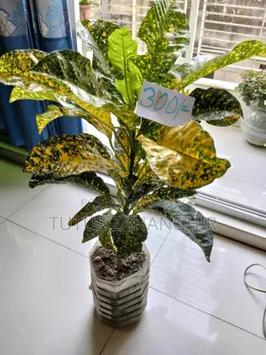 Indoor Plants