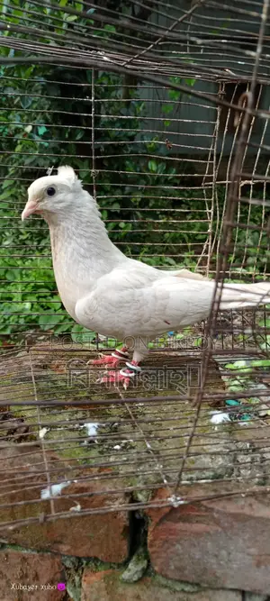 কাগ্জি নর