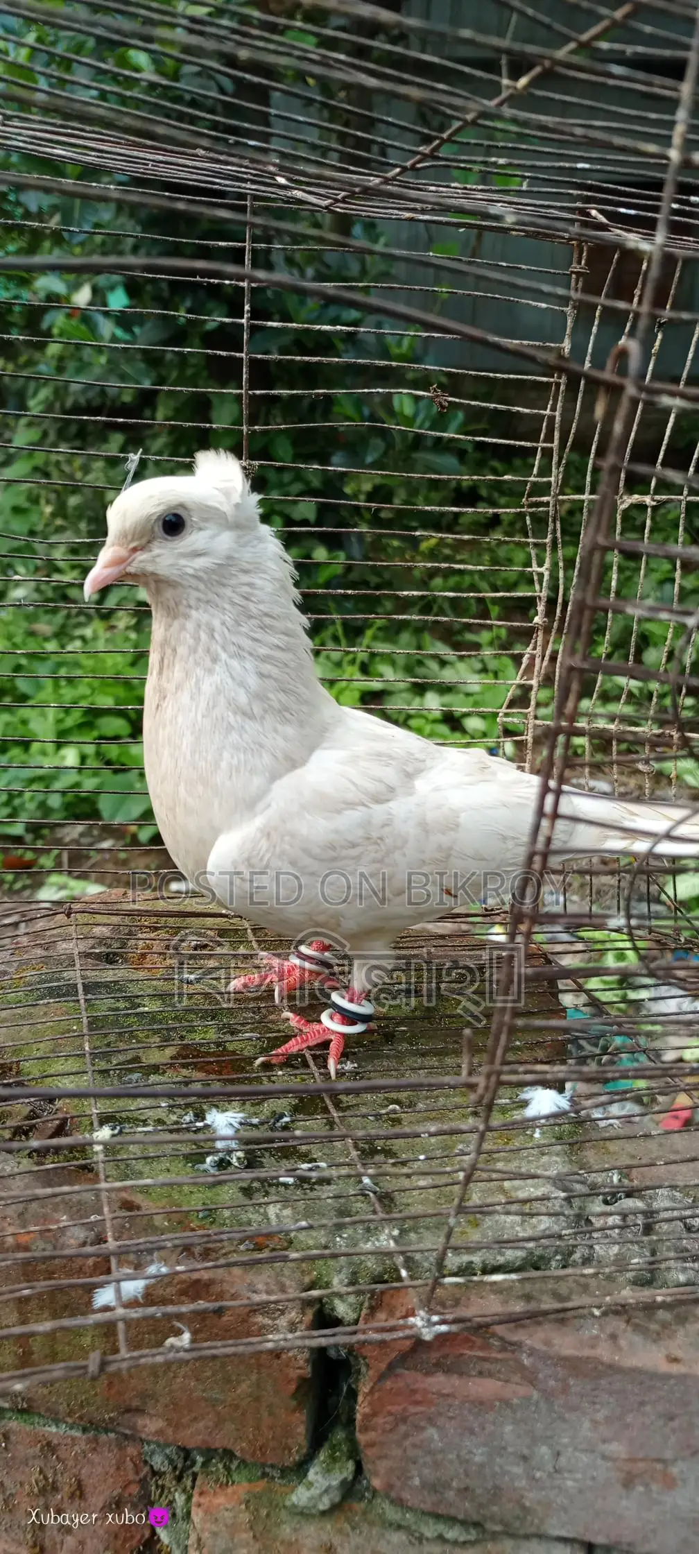 কাগ্জি নর