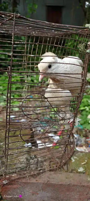 কাগ্জি নর
