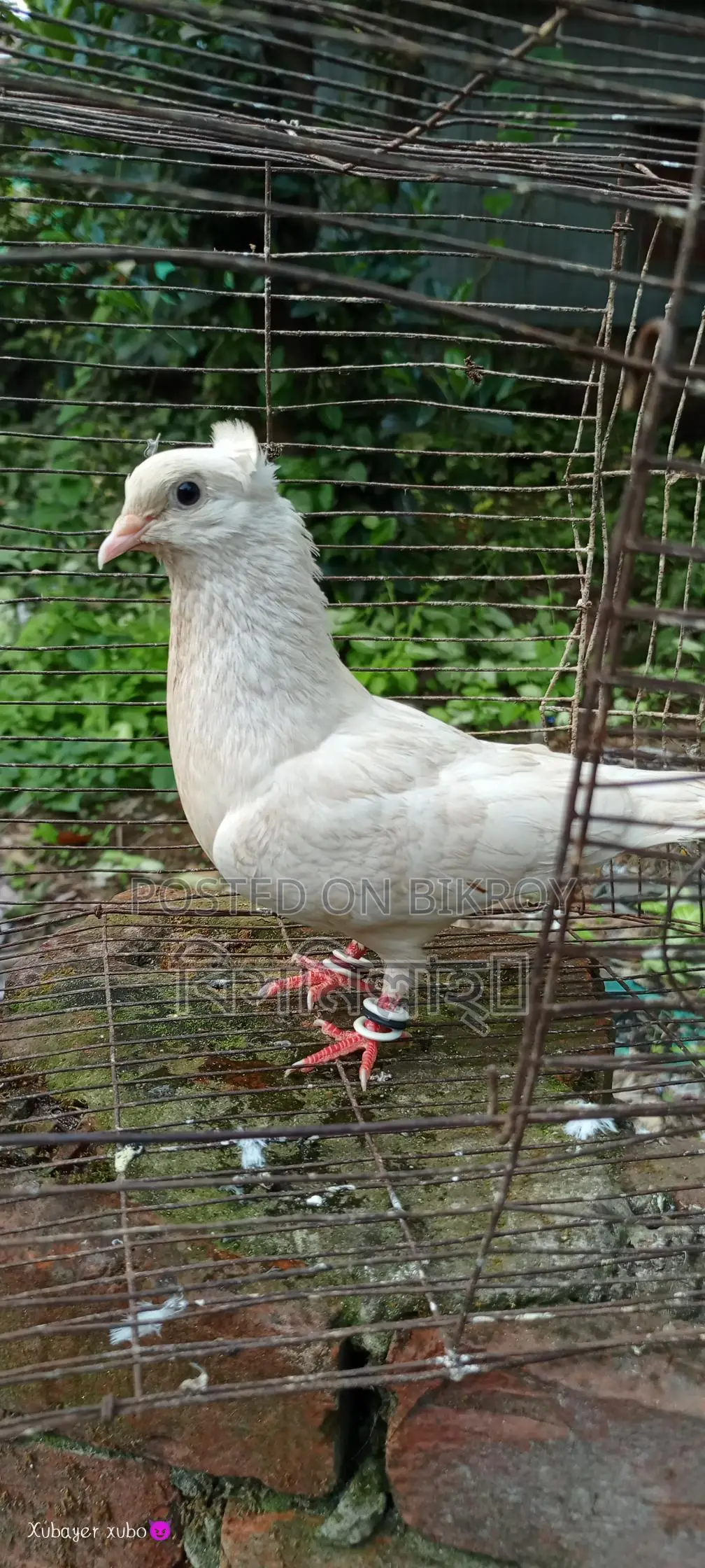 কাগ্জি নর