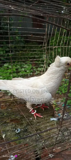 কাগ্জি নর