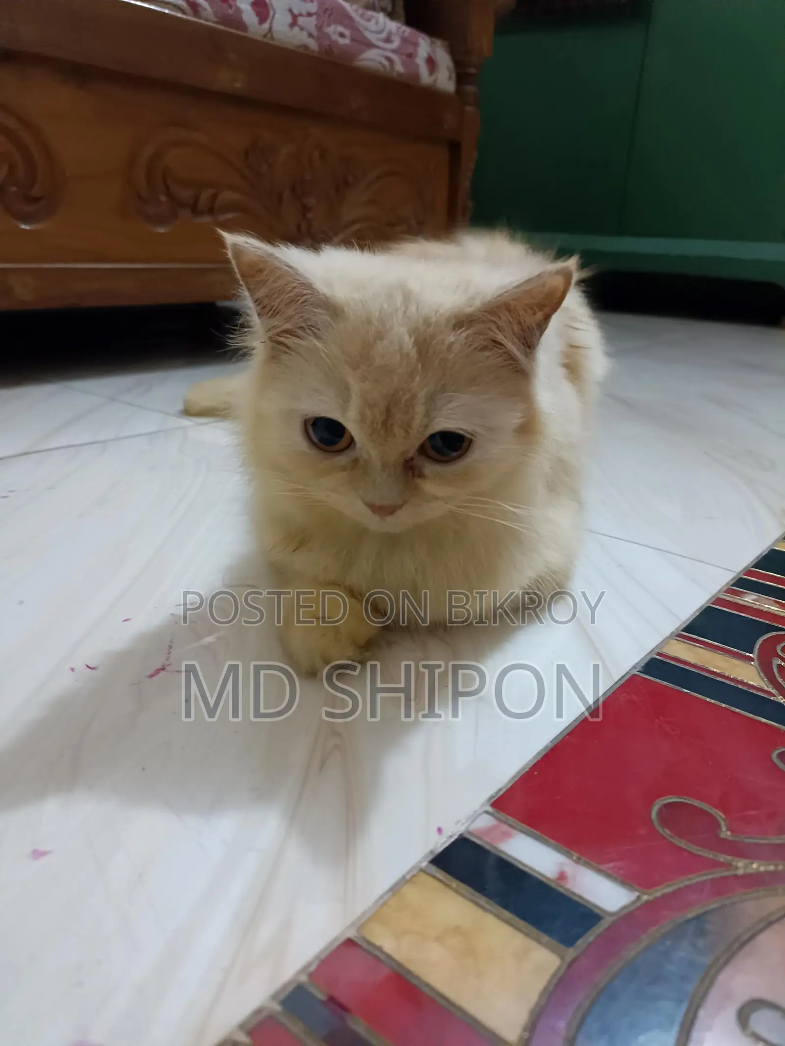 pure cute Persian cat