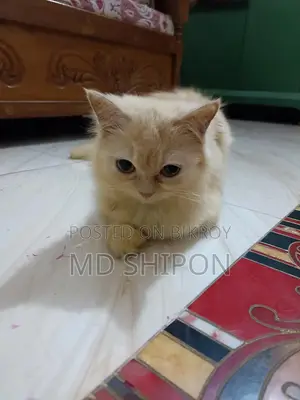 pure cute Persian cat
