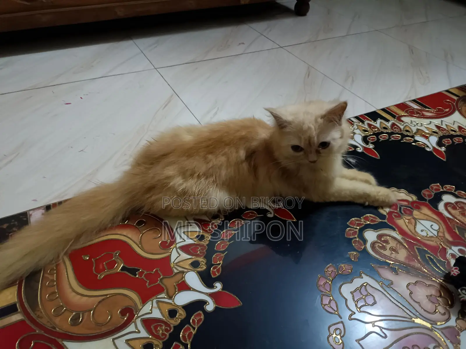 pure cute Persian cat