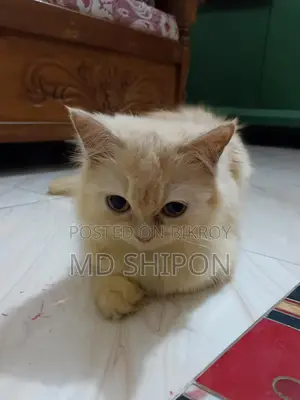 pure cute Persian cat