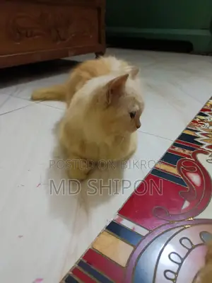 pure cute Persian cat