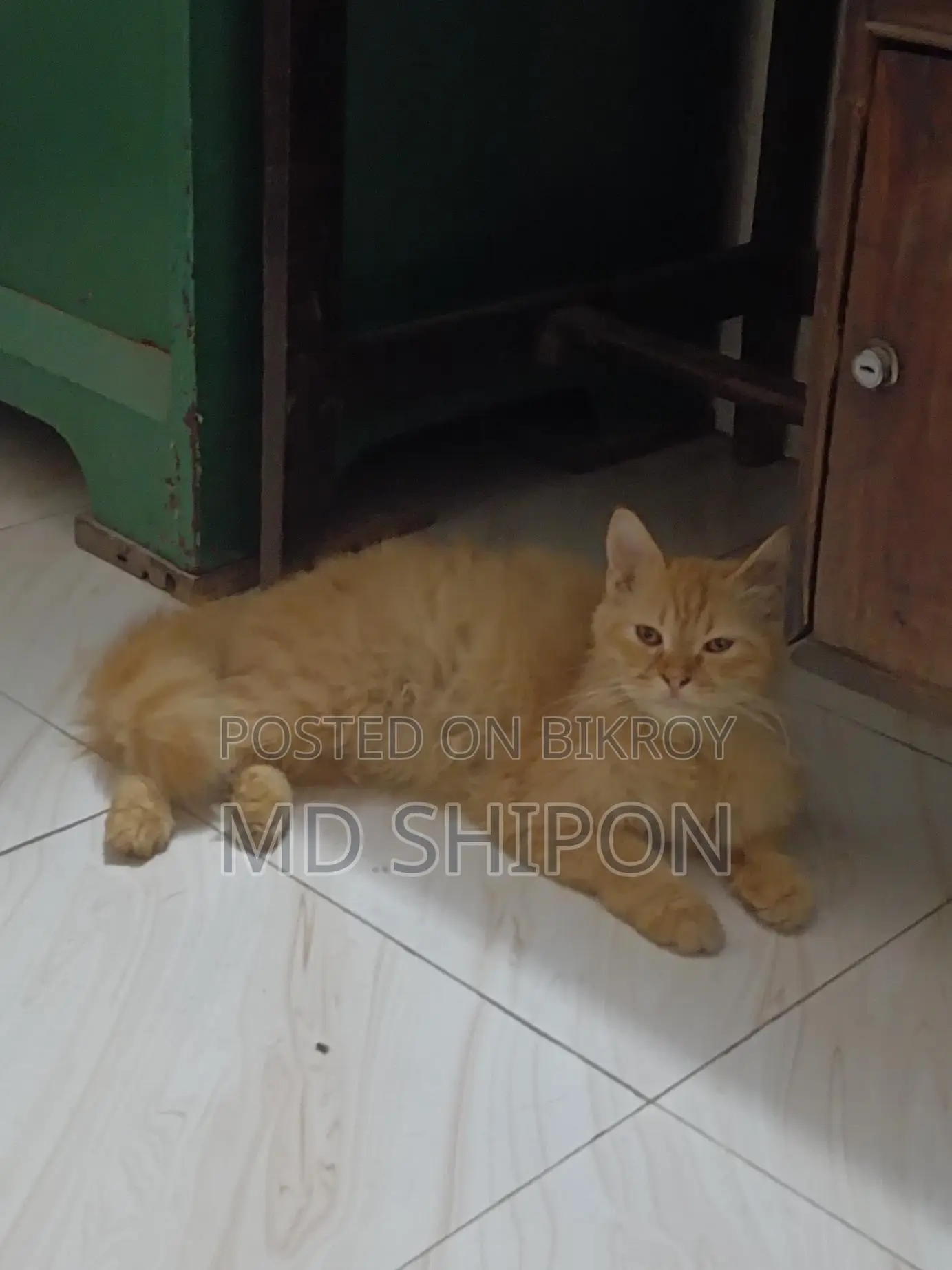 pure cute Persian cat
