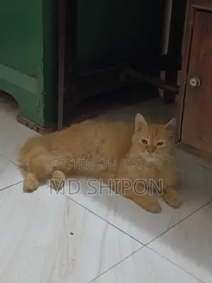pure cute Persian cat