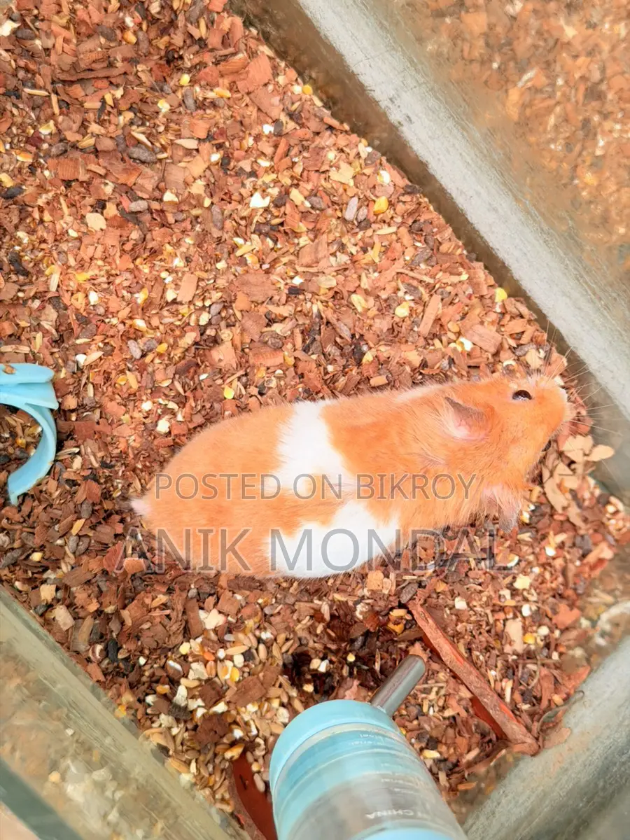 Adult Hamster | 2 feeder 1 Running Wheel