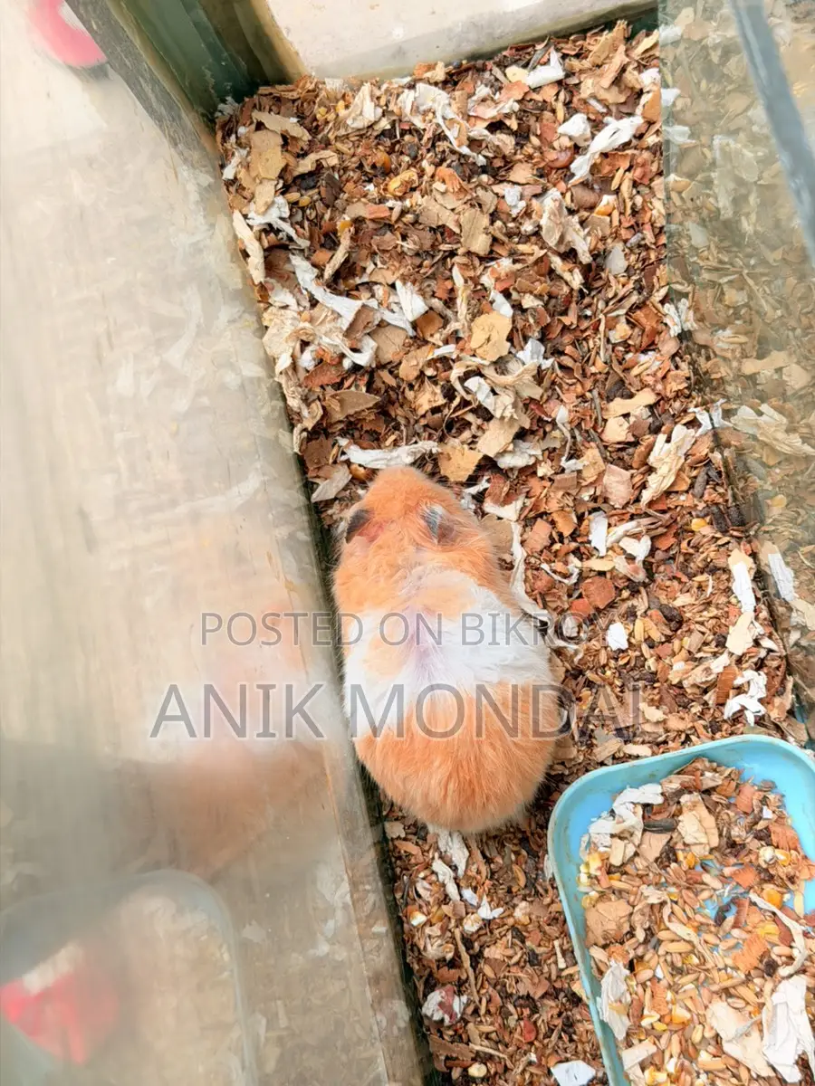 Adult Hamster | 2 feeder 1 Running Wheel