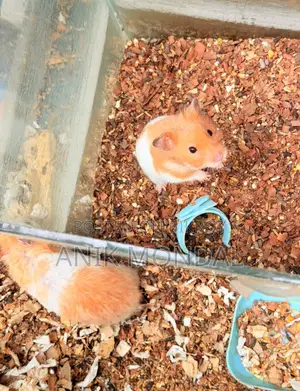 Adult Hamster | 2 feeder 1 Running Wheel