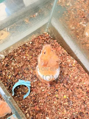 Adult Hamster | 2 feeder 1 Running Wheel