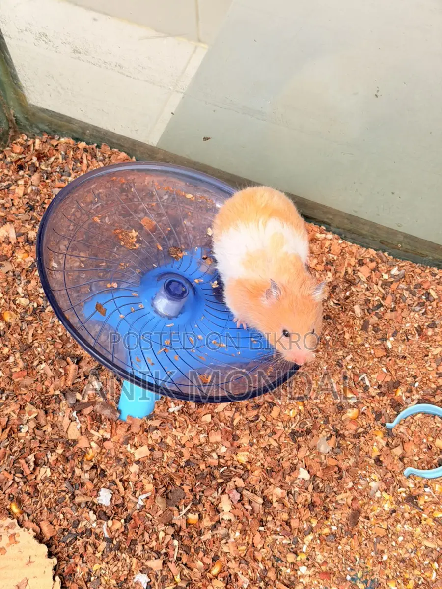 Adult Hamster | 2 feeder 1 Running Wheel