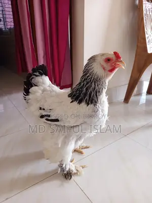 ডিম পাড়া ব্রামহা মুরগি বিক্রি হবে