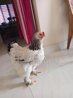 ডিম পাড়া ব্রামহা মুরগি বিক্রি হবে