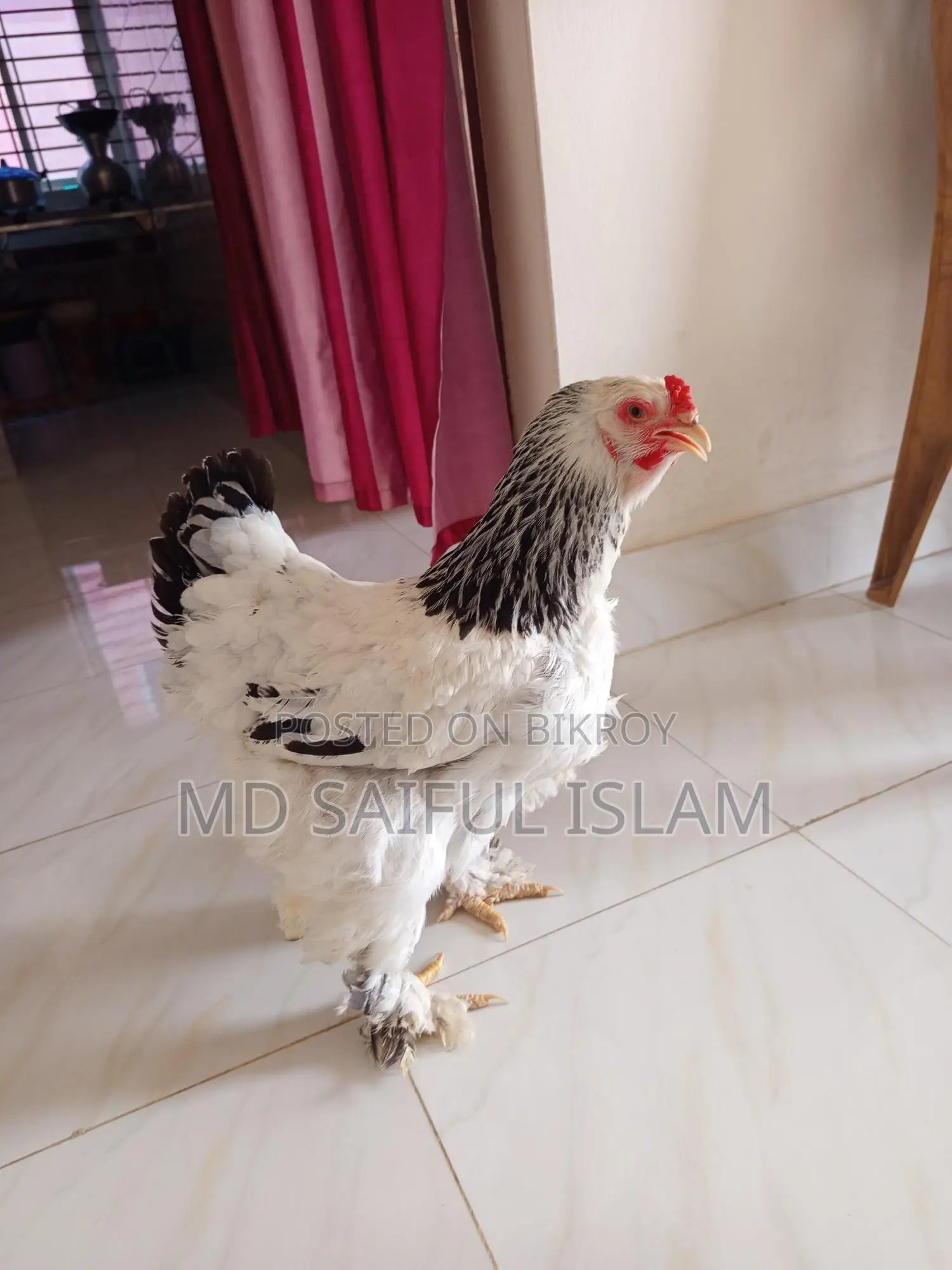 ডিম পাড়া ব্রামহা মুরগি বিক্রি হবে
