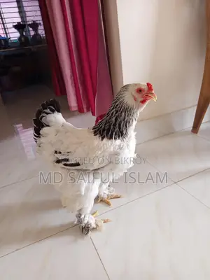 ডিম পাড়া ব্রামহা মুরগি বিক্রি হবে