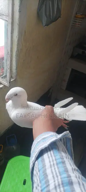Beauty Huma Male, Very Active, Running Egg-Laying Pair