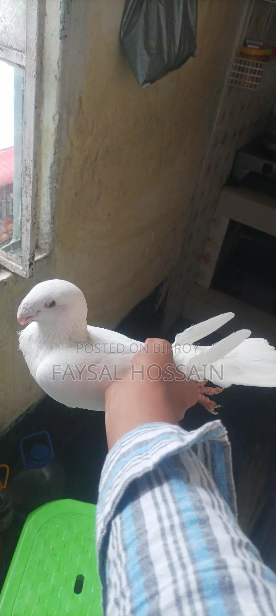 Beauty Huma Male, Very Active, Running Egg-Laying Pair