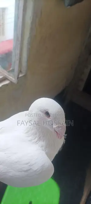 Beauty Huma Male, Very Active, Running Egg-Laying Pair