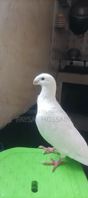 Beauty Huma Male, Very Active, Running Egg-Laying Pair