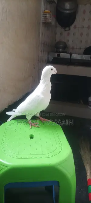 Beauty Huma Male, Very Active, Running Egg-Laying Pair