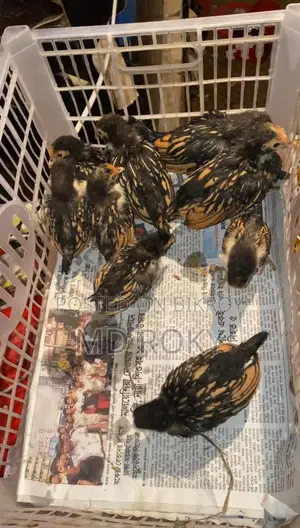 কলম্বিয়ান লাইট ব্রাহামা