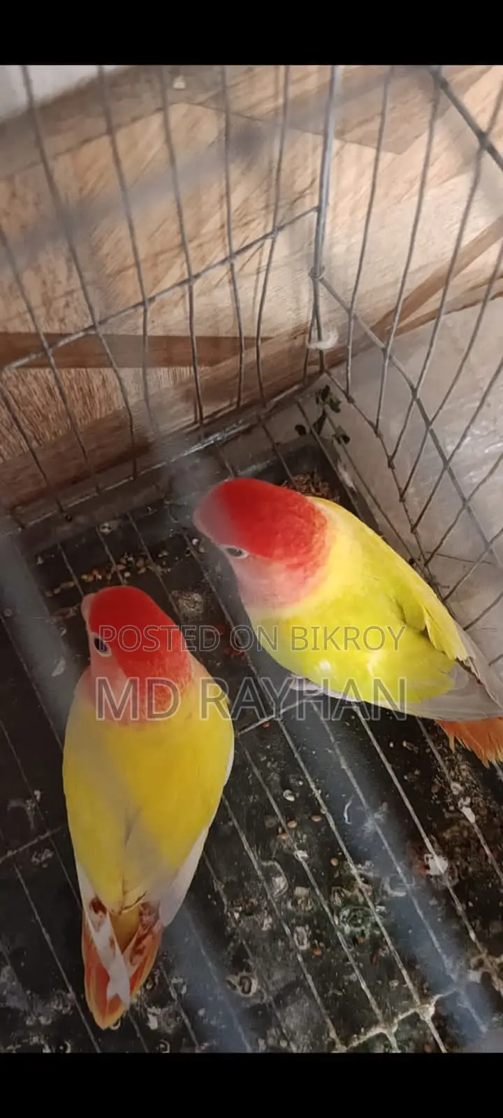 লাভ বাড পাখি