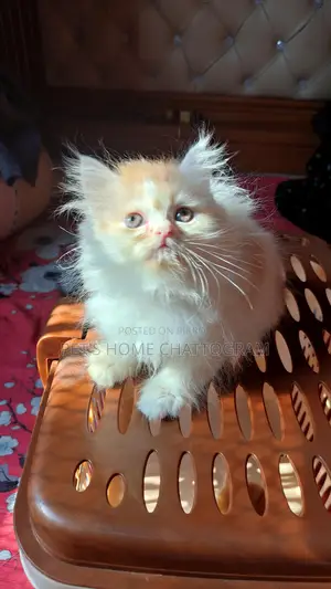 Female Kitten