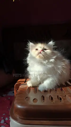 Female Kitten
