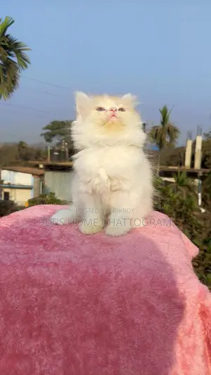Female Kitten