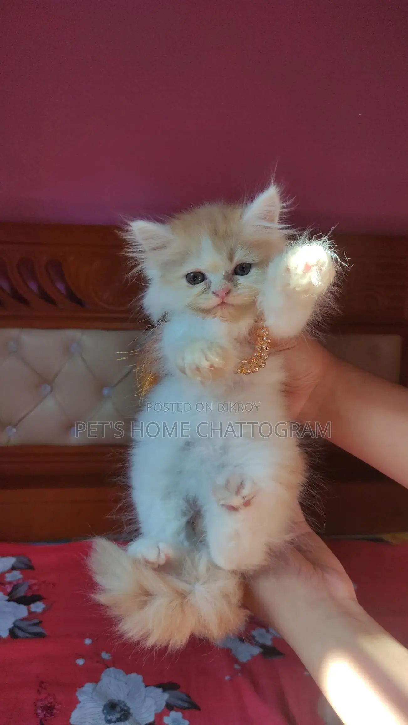 Female Kitten