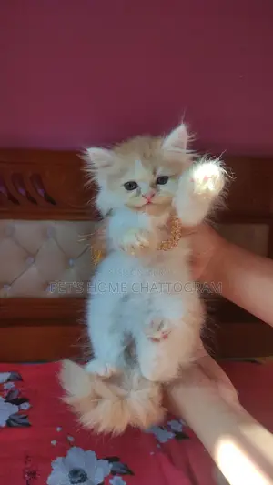 Female Kitten