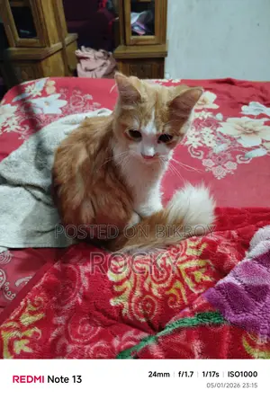 হাই কোয়ালিটি মিক্স বিট