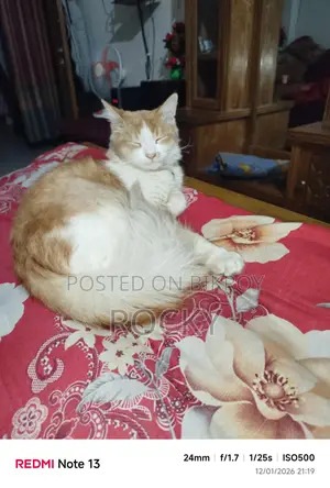হাই কোয়ালিটি মিক্স বিট