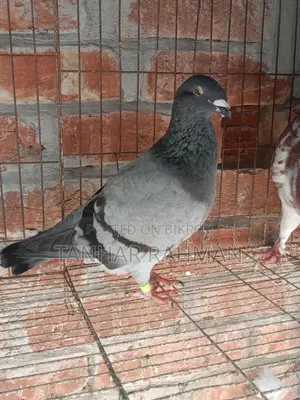 বিউটি হোমার মাদি