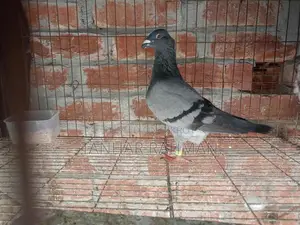 বিউটি হোমার মাদি