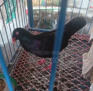Danish Male Pigeon for Sale