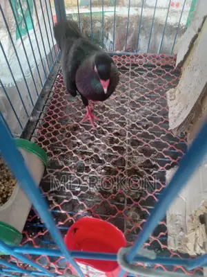 Danish Male Pigeon for Sale