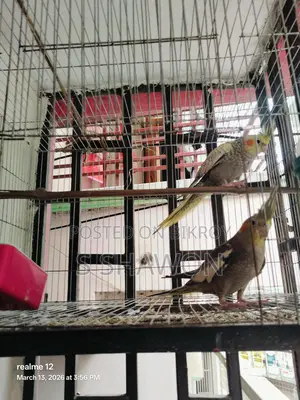 ককাটেল