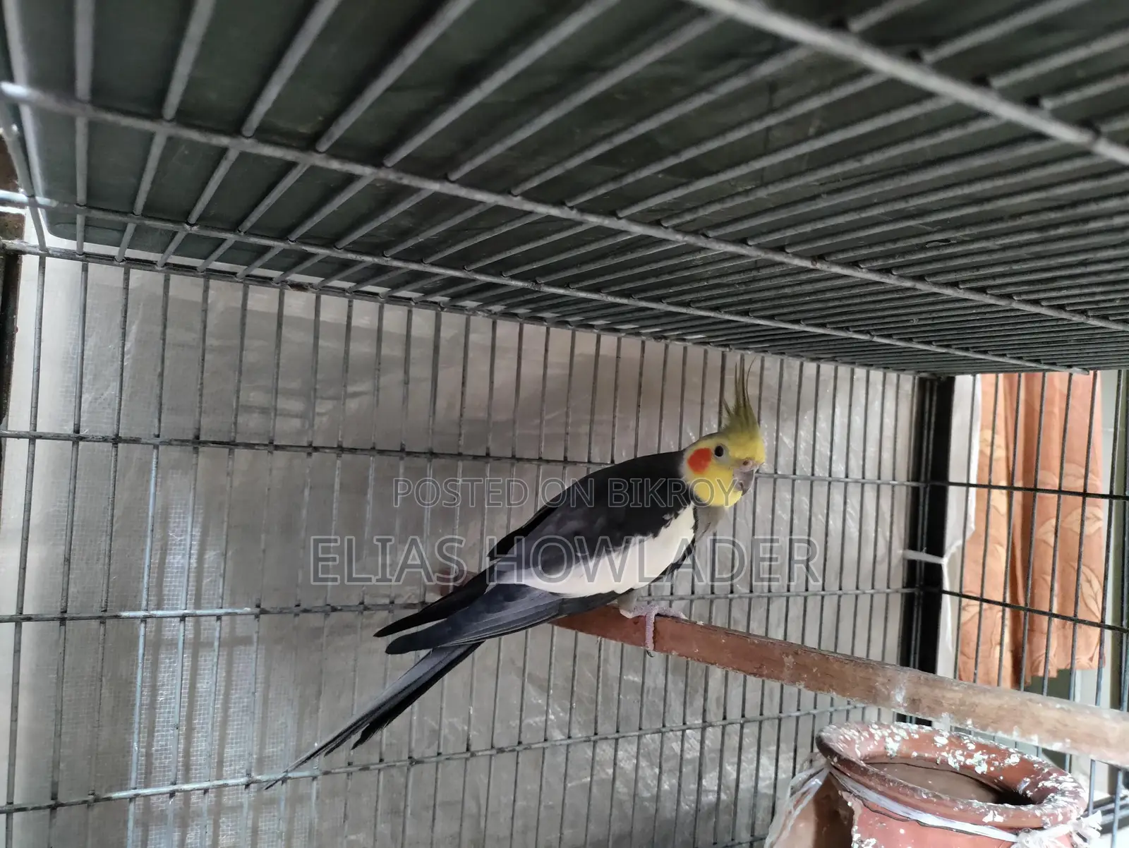 Cockateel Bird