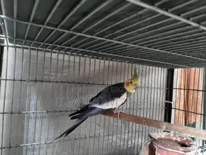 Cockateel Bird