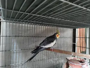 Cockateel Bird