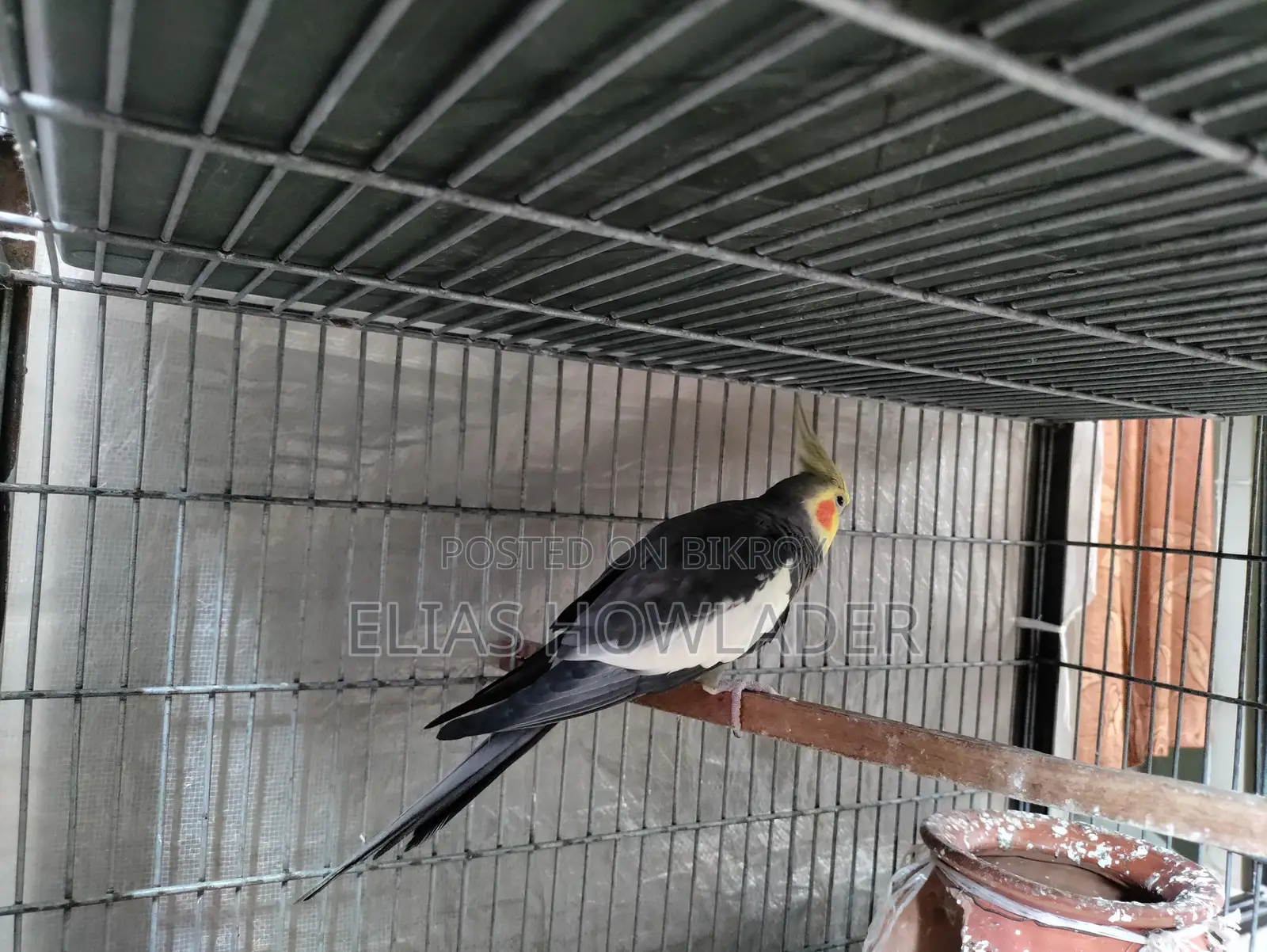 Cockateel Bird